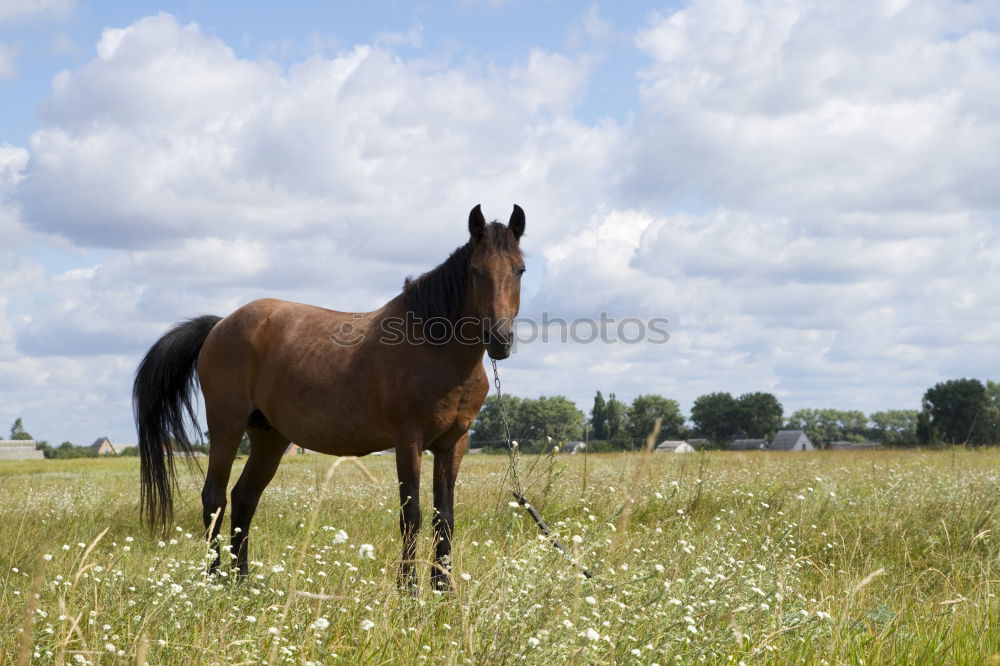 Similar – Image, Stock Photo shadow parker Agriculture