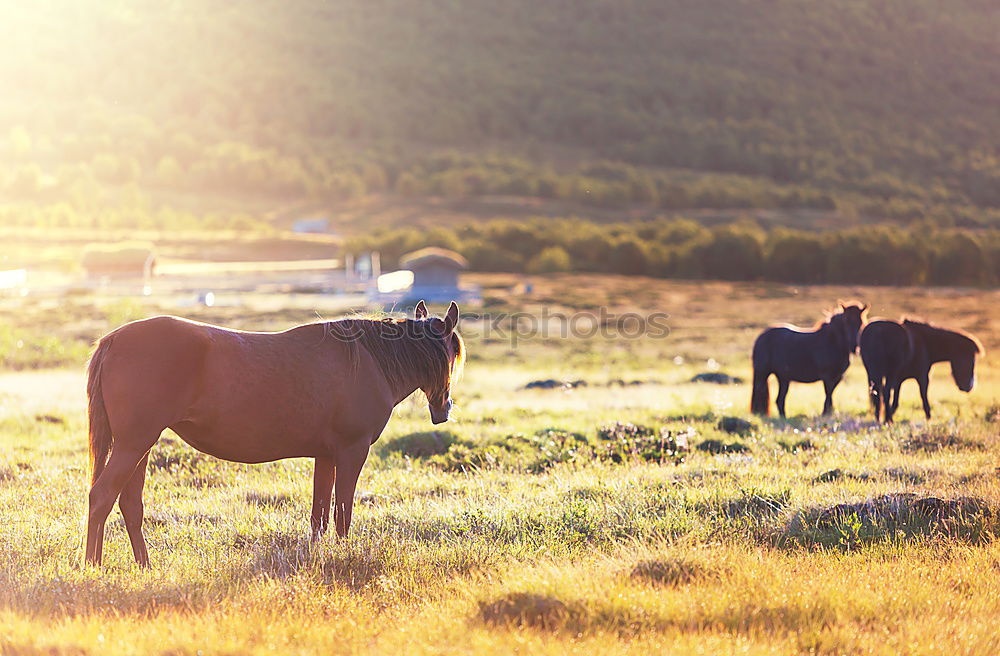 Similar – Beautiful landscape with wild horses