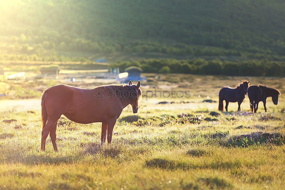 Similar – Image, Stock Photo zebras Nature Grass