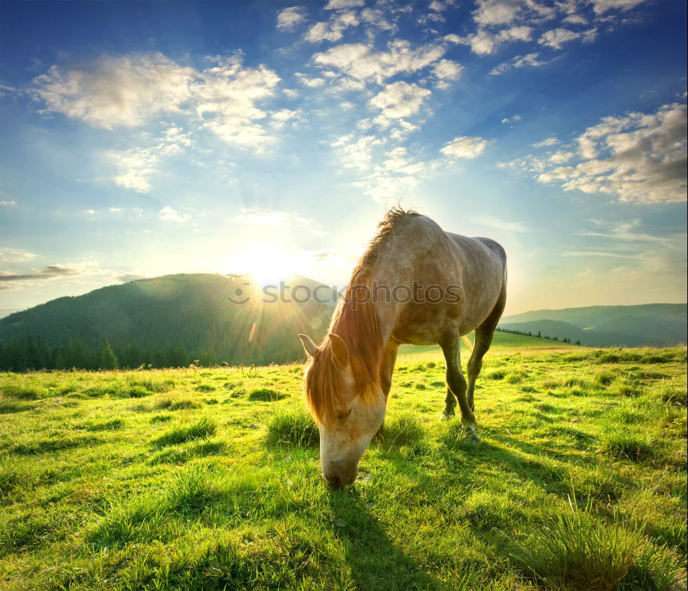 Similar – Image, Stock Photo horse whispering