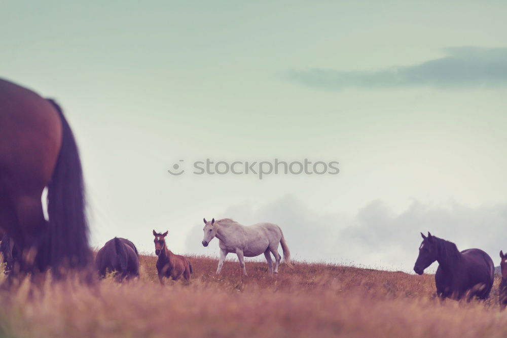 Similar – Horse and cows in countryside