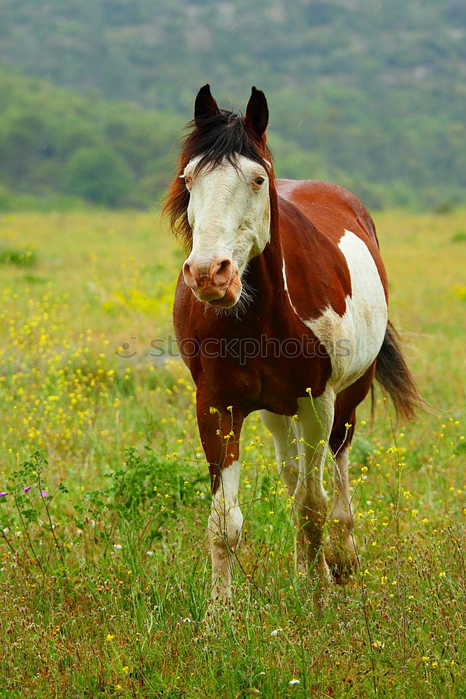 Similar – Image, Stock Photo Brown horse in a meadow filled