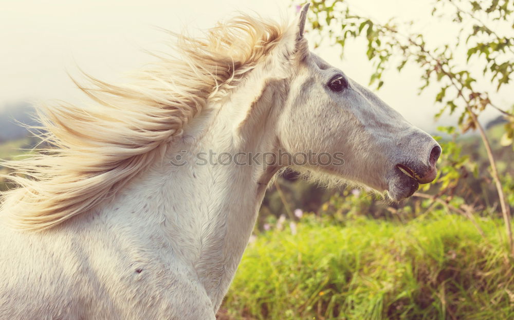 Similar – Image, Stock Photo Communication between young man and horse