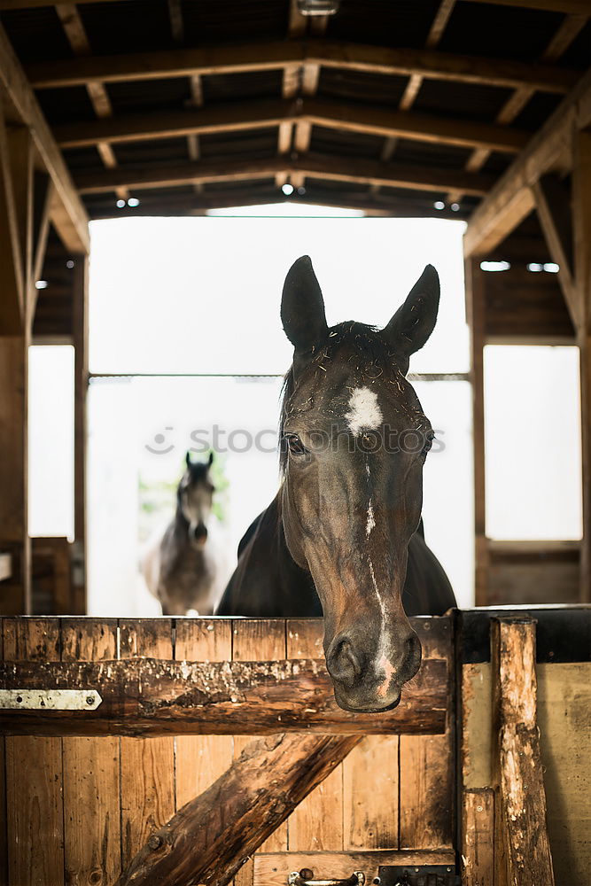 Similar – Image, Stock Photo Animal Animal face 1 Herd