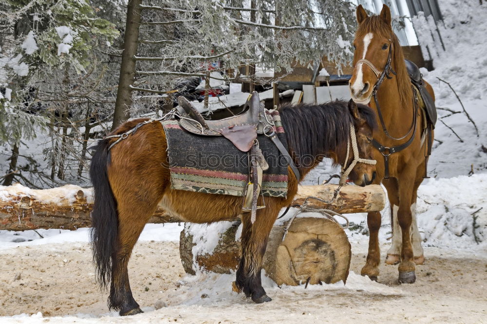 Similar – carriage ride Trip Winter