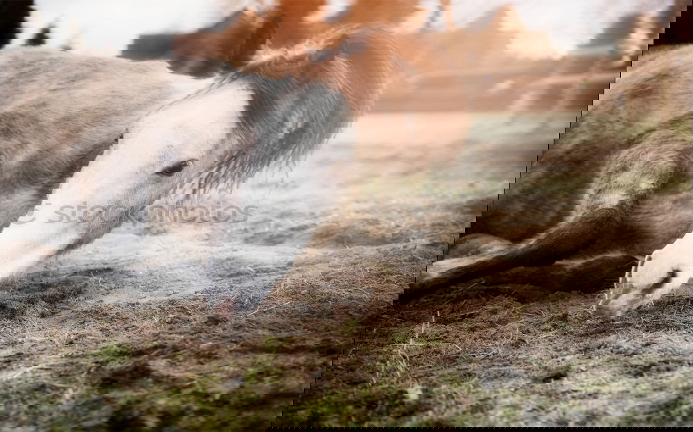 Similar – Image, Stock Photo Dream of the pony farm.