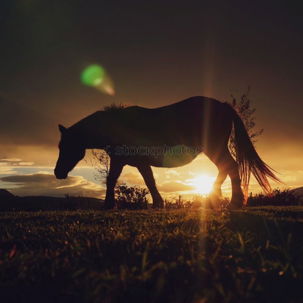 Similar – Image, Stock Photo almost a donkey Horse