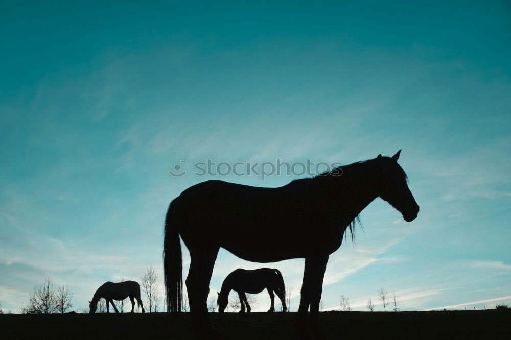 Similar – Image, Stock Photo Haflinger. Horse Pasture