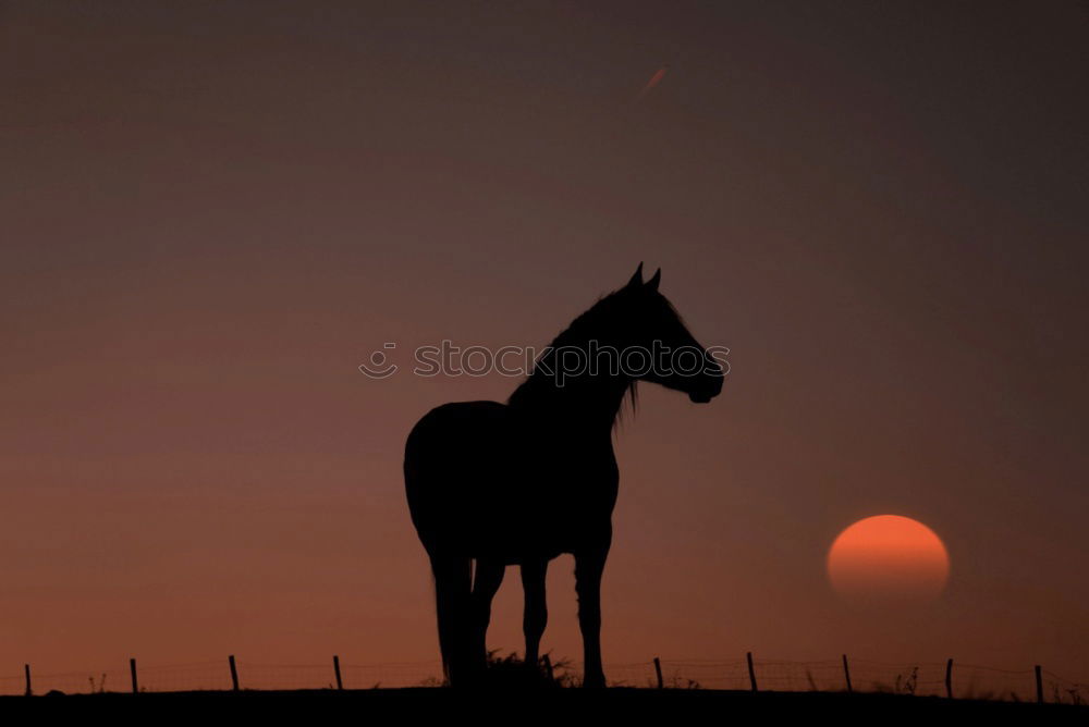 Similar – Image, Stock Photo almost a donkey Horse