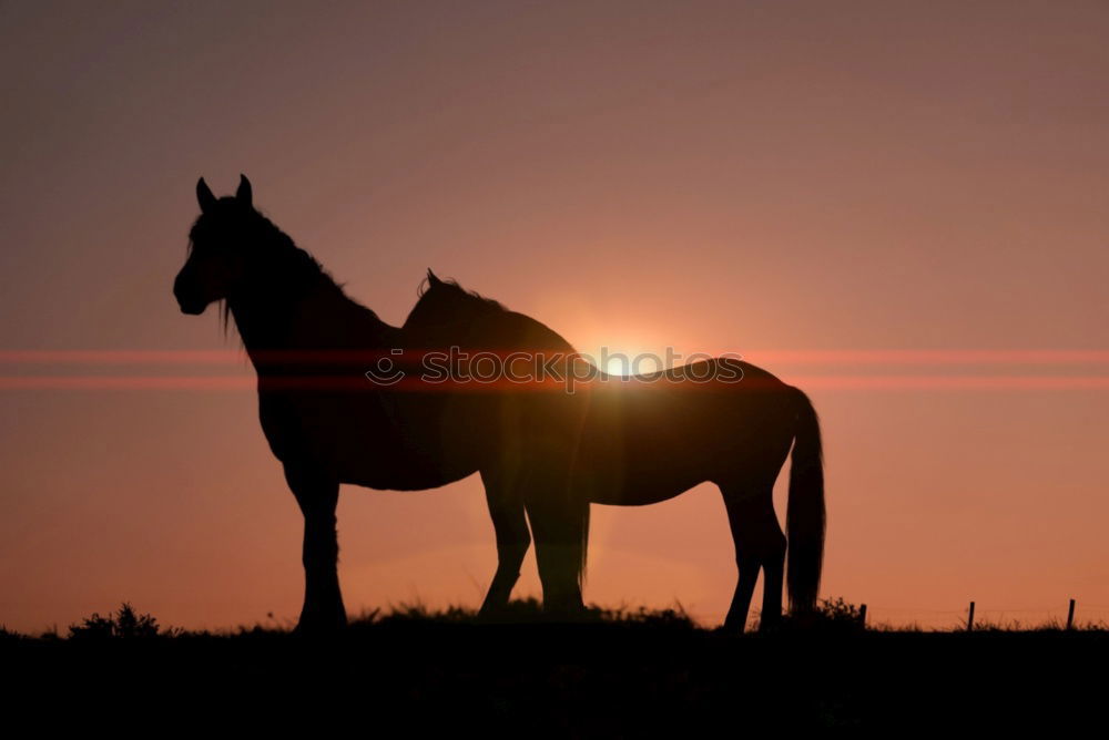 Similar – Image, Stock Photo almost a donkey Horse