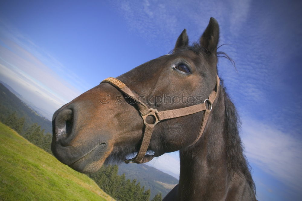 Similar – Image, Stock Photo Pony in the sky Horse