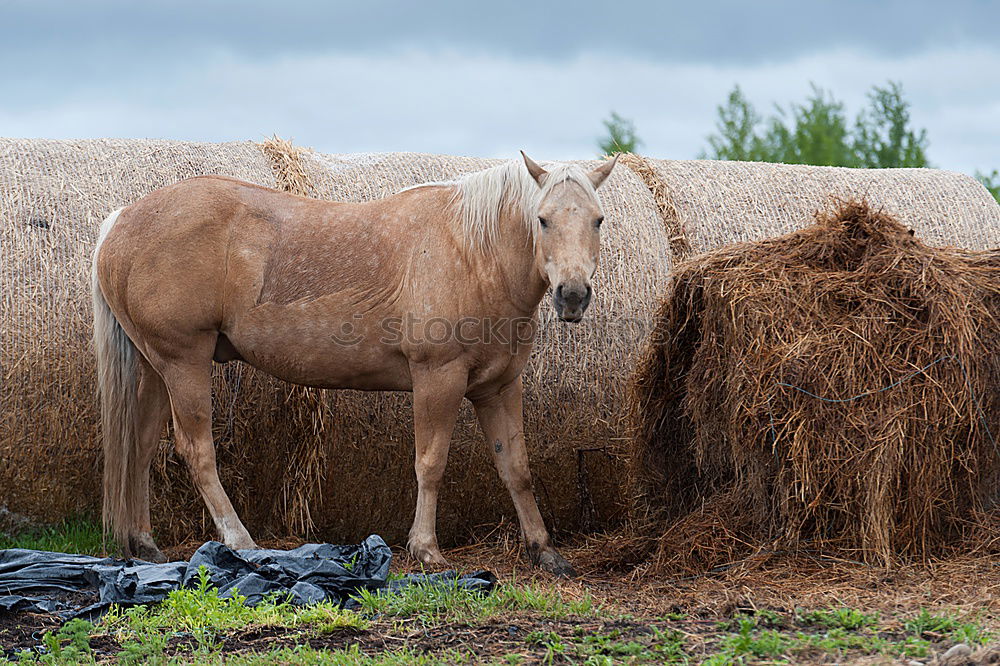 Similar – Image, Stock Photo Moldy Environment Nature