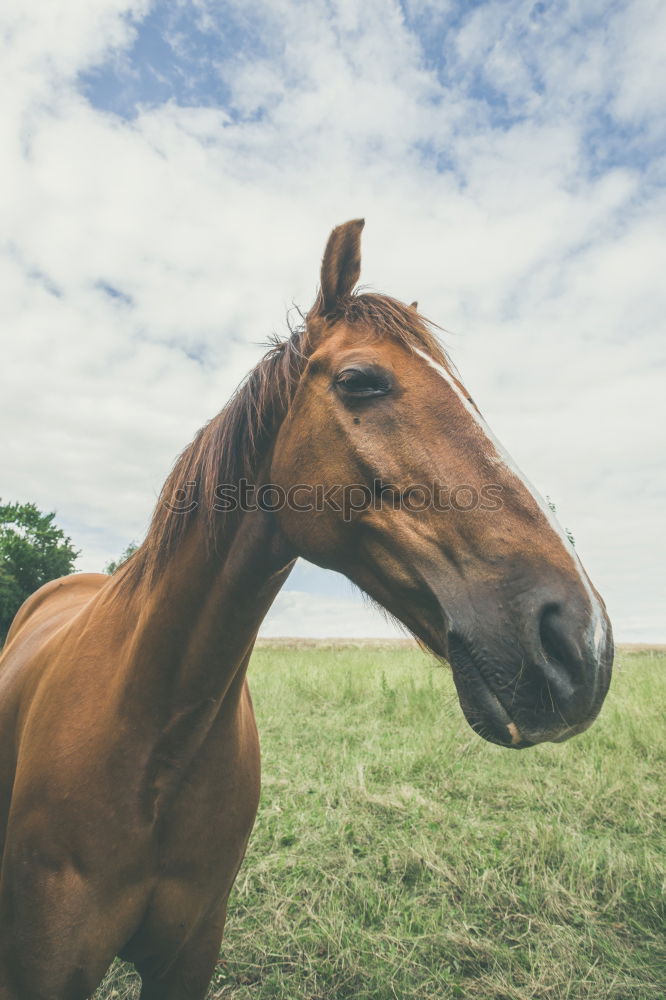 Similar – Image, Stock Photo Beer for horses Lifestyle