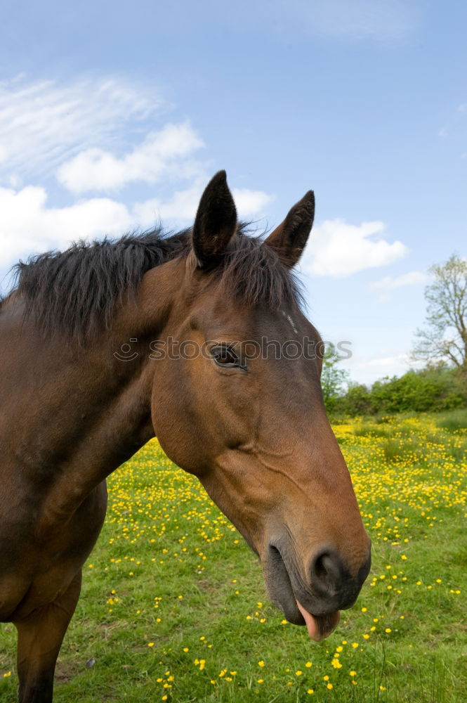 Similar – Image, Stock Photo a man in a check shirt is walking with his well-bred white horse on a meadow path with lots of flowering grass all around. In the background lush green trees