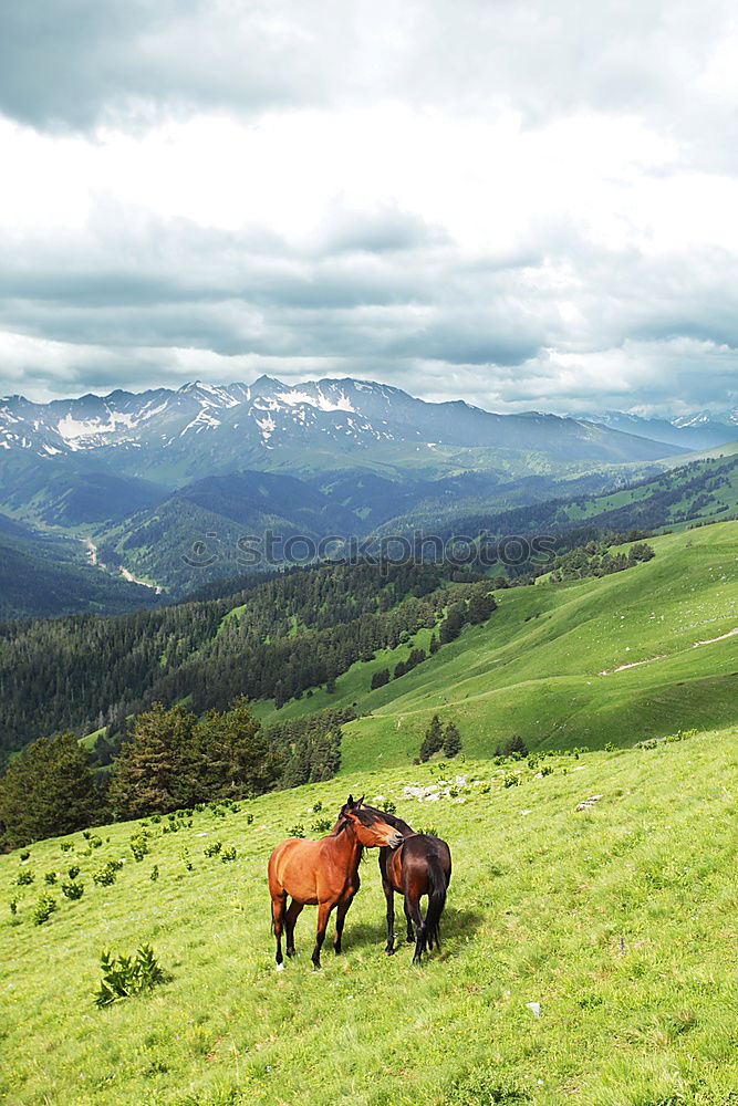 Similar – Image, Stock Photo Cow on pasture2 Lifestyle