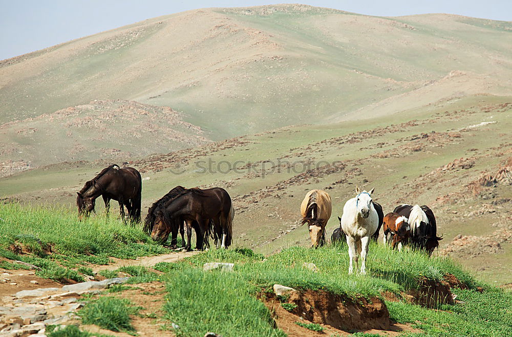 Similar – Image, Stock Photo the guardian of the great valley