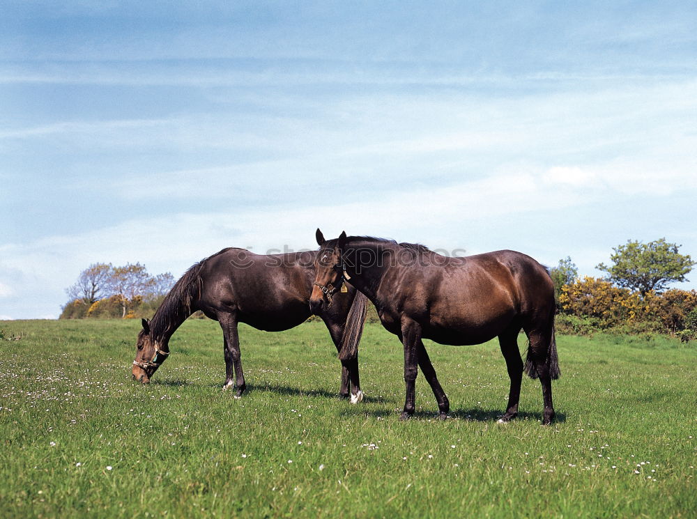 Similar – Image, Stock Photo shadow parker Agriculture