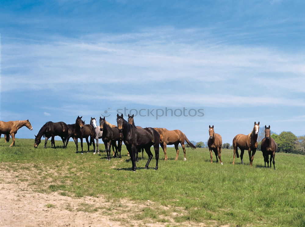 Similar – Image, Stock Photo impalas Wild animal