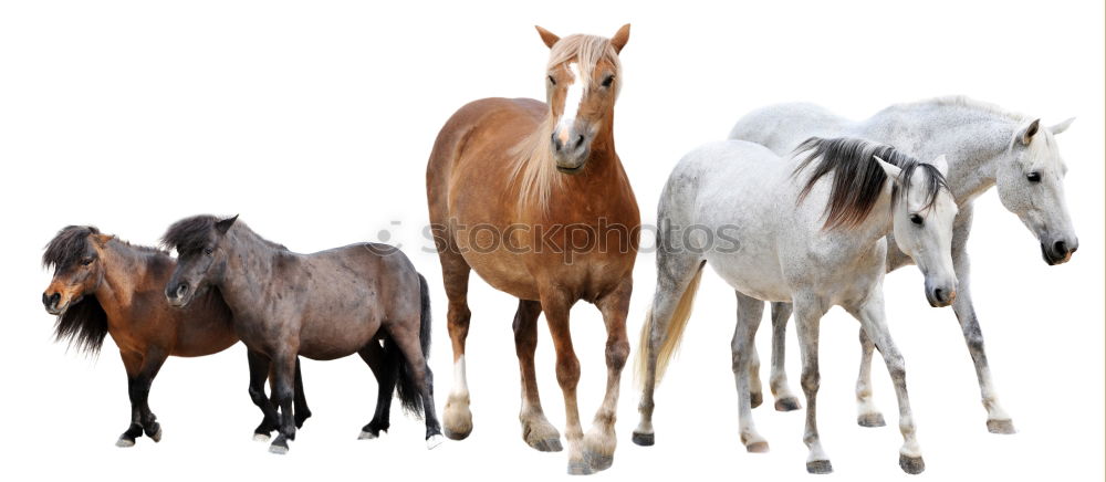 Similar – Image, Stock Photo Haflinger. Horse Pasture