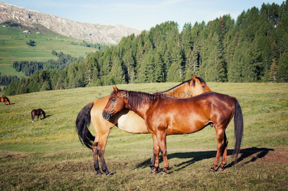 Similar – Image, Stock Photo Horses in front of Bavarian and Austrian mountain landscape