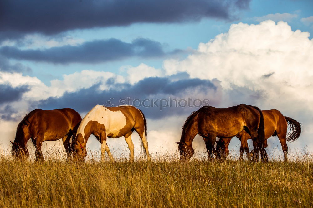 Similar – herd of horses Horse Brown