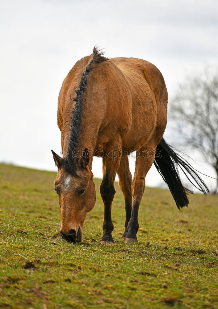 Similar – phoenix 2 Horse Pasture