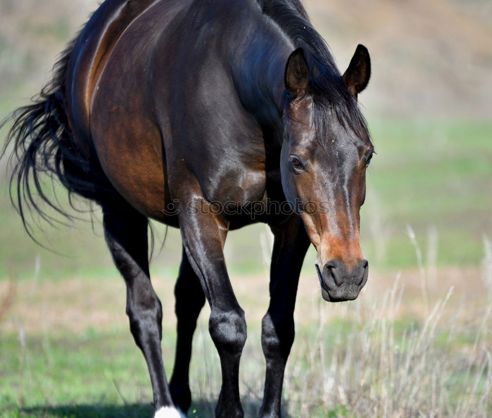 Celestine Horse Animal