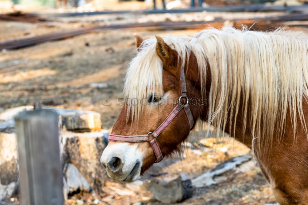 Similar – Image, Stock Photo Icelandpony looks over fence