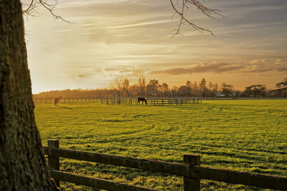 Similar – Image, Stock Photo To the latte Fence