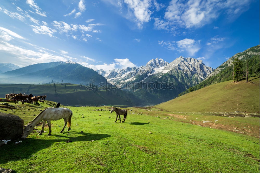 Similar – Image, Stock Photo Horses in front of Bavarian and Austrian mountain landscape