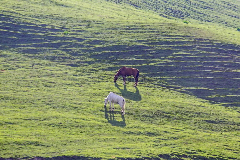 Image, Stock Photo Baby alpaca stands in green meadows landscape at stream