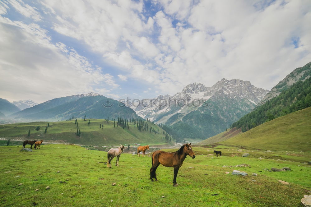 Similar – Image, Stock Photo Cow on pasture2 Lifestyle