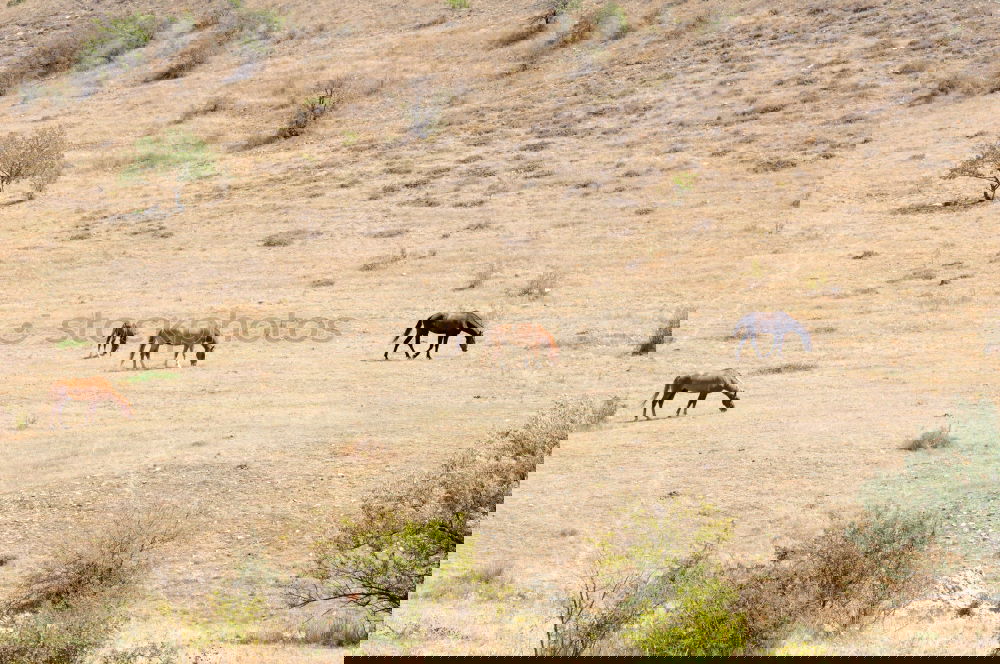 Similar – Image, Stock Photo wildebeest Safari Sand Sky