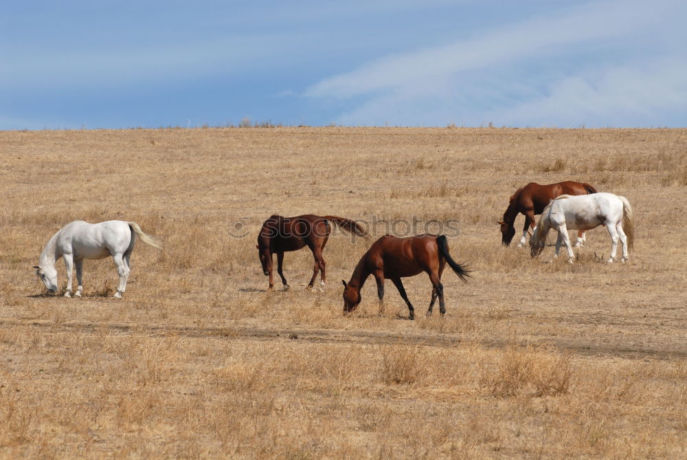 Similar – Herd of wild grazing horses on the field