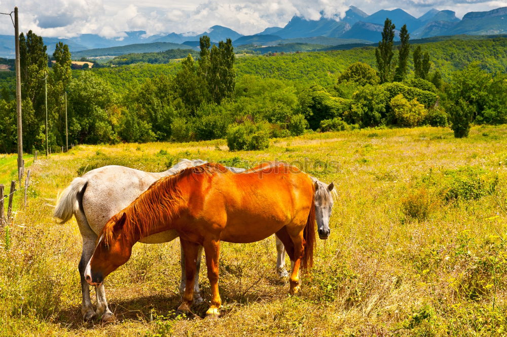 Similar – Landscape of horse on the grasslands