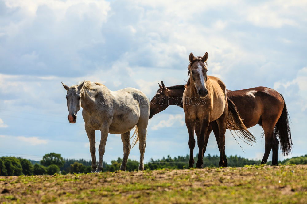 Similar – herd of horses Horse Brown