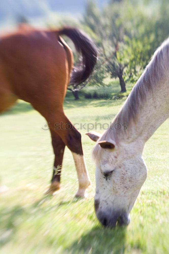 Similar – Image, Stock Photo a man in a check shirt is walking with his well-bred white horse on a meadow path with lots of flowering grass all around. In the background lush green trees