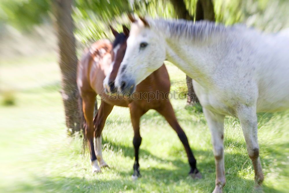 Similar – Horses in early fog II