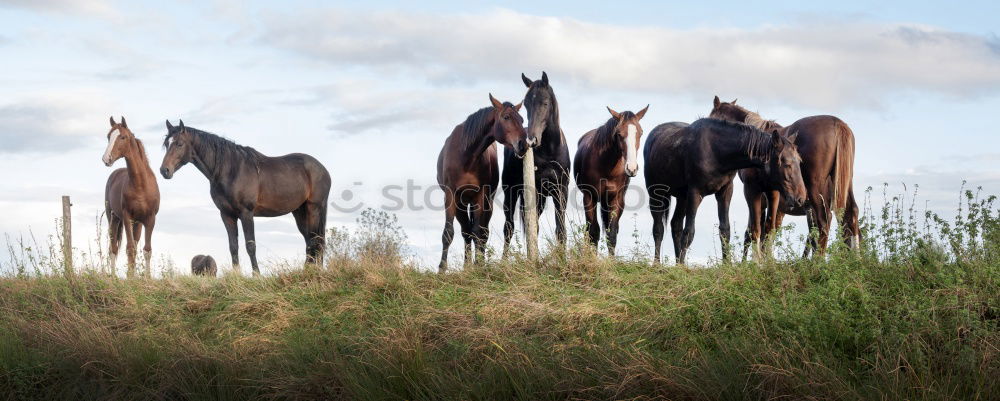 Similar – Image, Stock Photo Wind in the manes