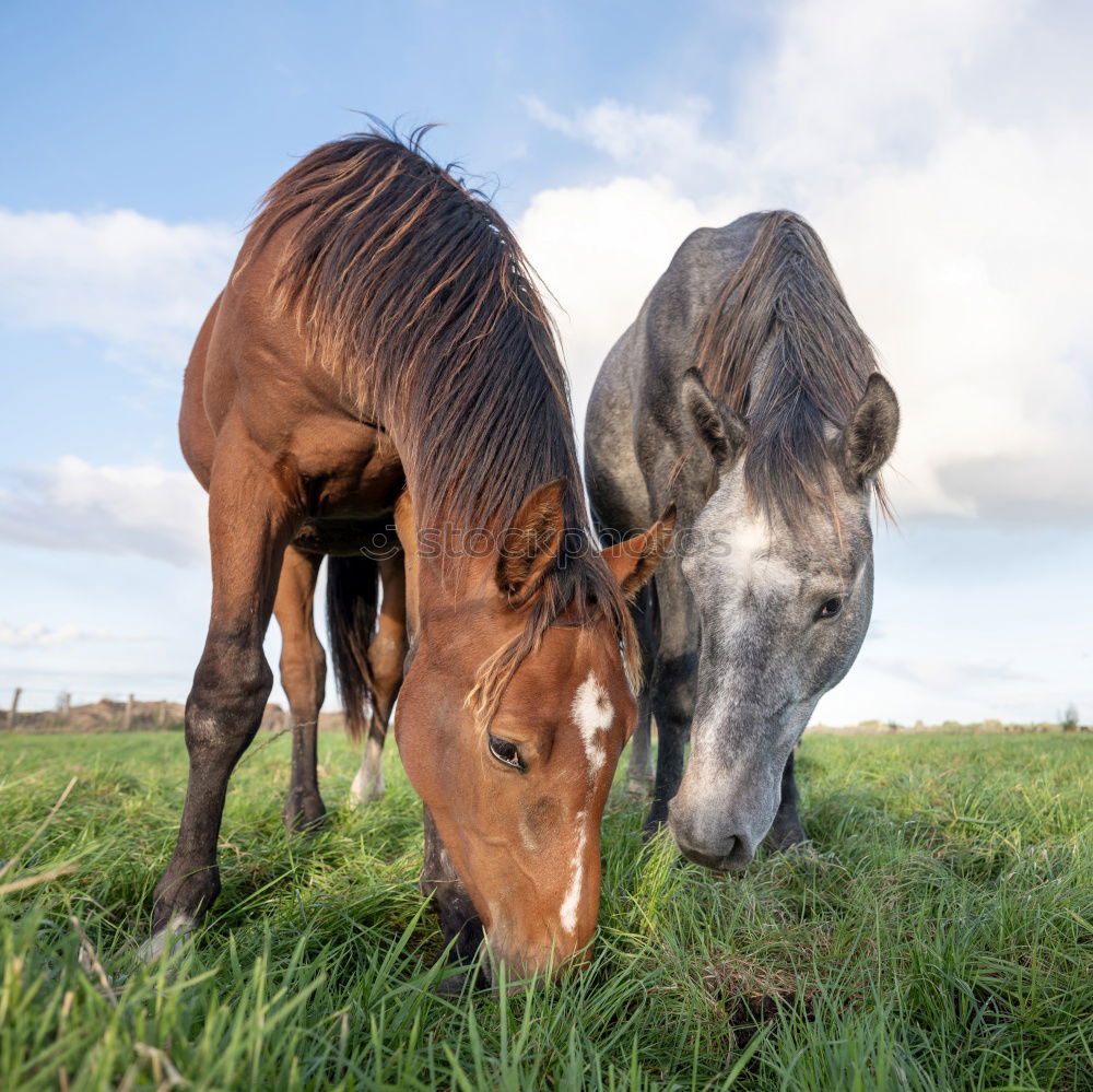 Similar – El Burro 1 Animal