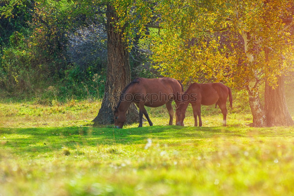 Similar – Two ponies playing Summer