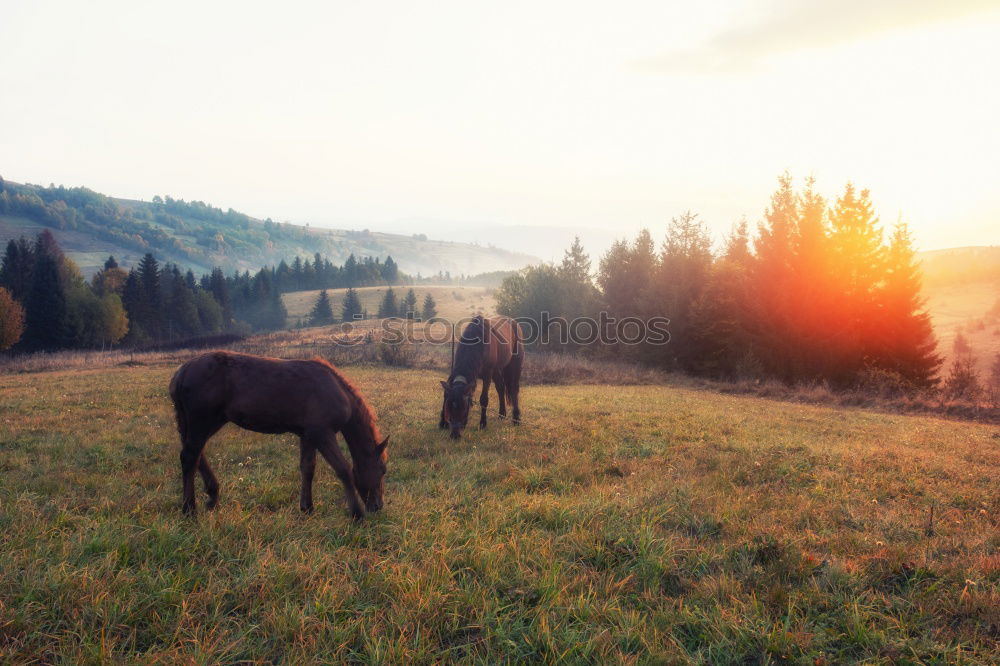 Similar – Image, Stock Photo Horses in front of Bavarian and Austrian mountain landscape