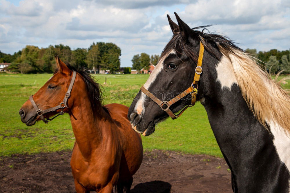 Similar – Horses in early fog II