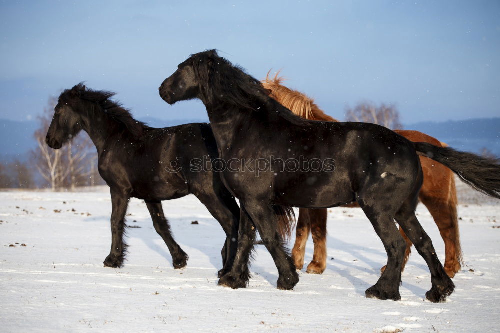 Image, Stock Photo Icelandic horses Beautiful