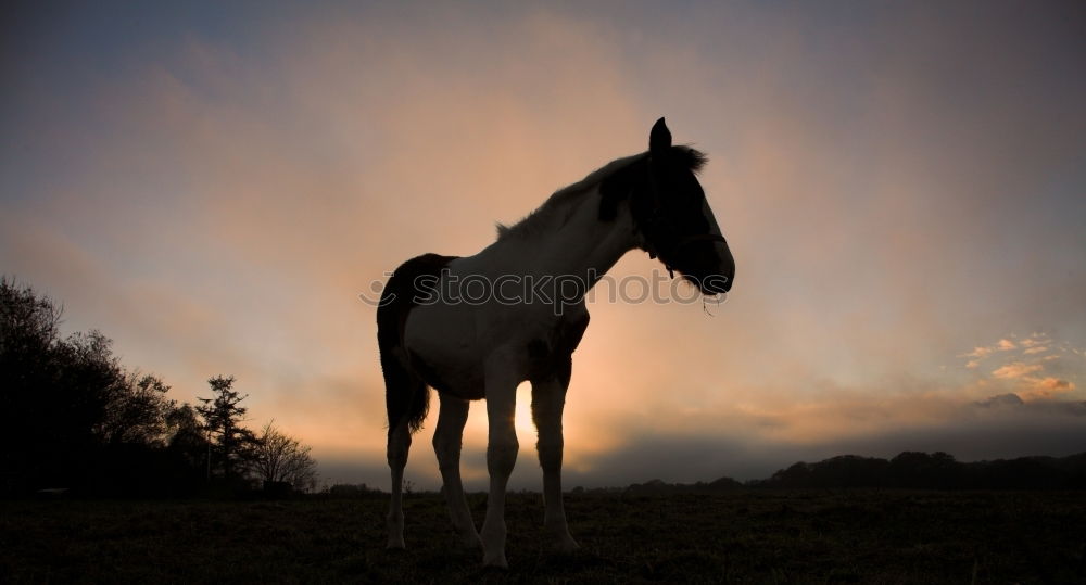 Similar – Image, Stock Photo Horses on meadow in fog