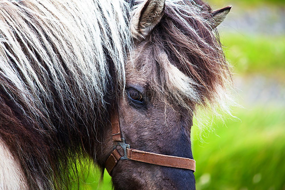 Similar – Image, Stock Photo Icelandic horses Horse