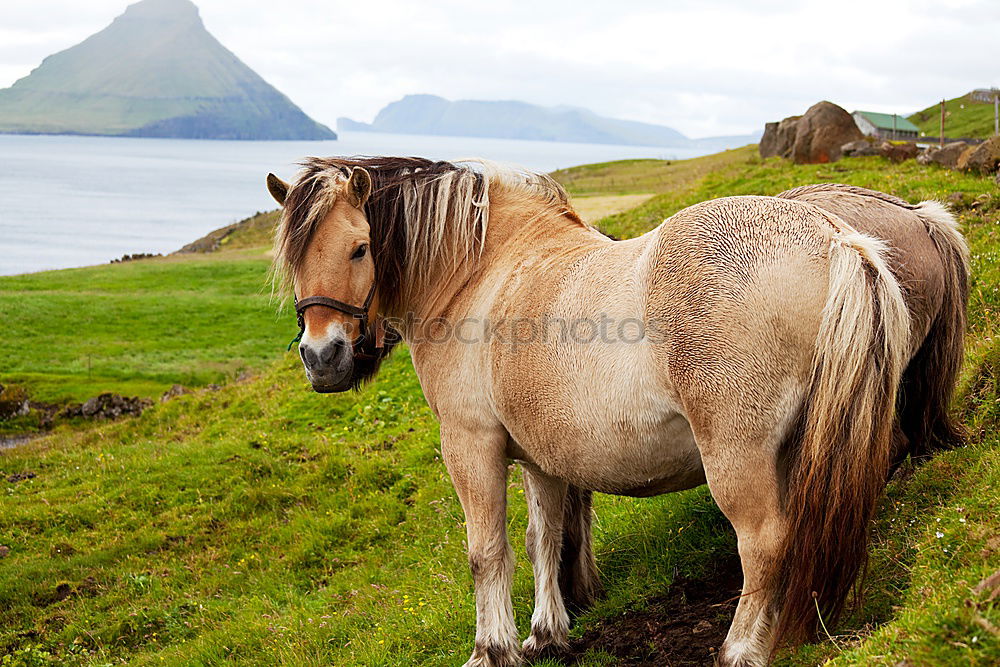 Horse & Mountain