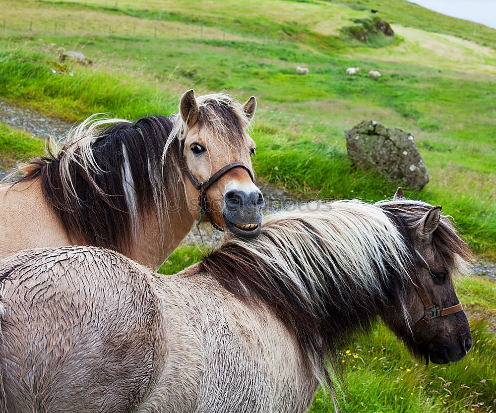 Similar – Image, Stock Photo Baby donkey following mama donkey