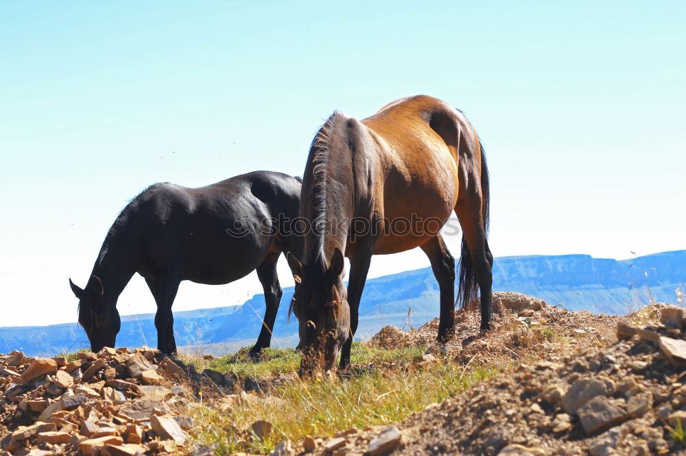 Similar – Foto Bild Hahn mit Harem Natur