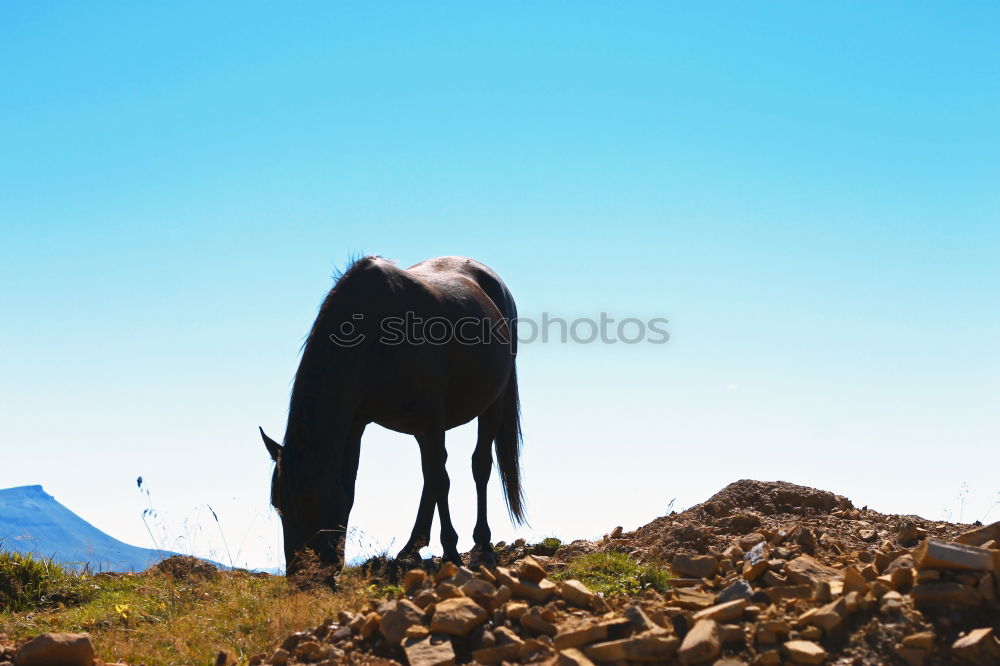 Similar – muuuh Cow Meadow